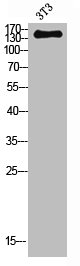 iNOS antibody