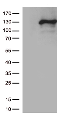 iNOS (NOS2) antibody