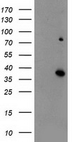 iNOS (NOS2) antibody