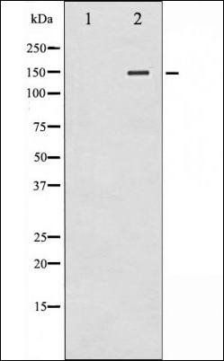 iNOS (Phospho-Tyr151) antibody