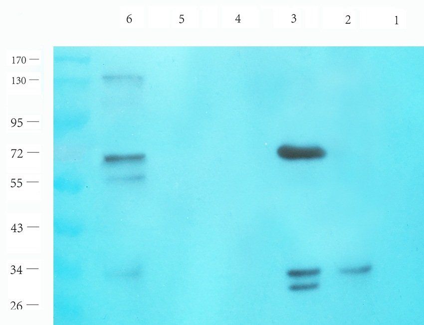 iNOS antibody