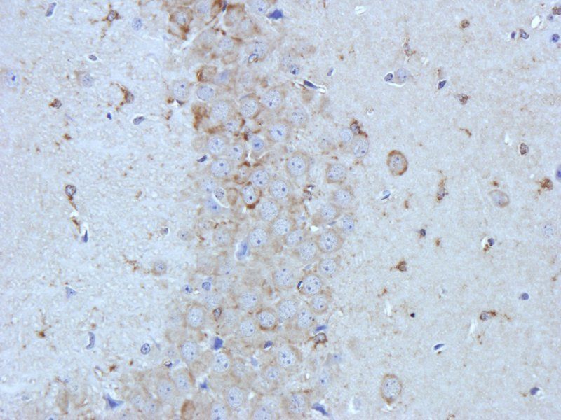 iNOS Rabbit Polyclonal Antibody