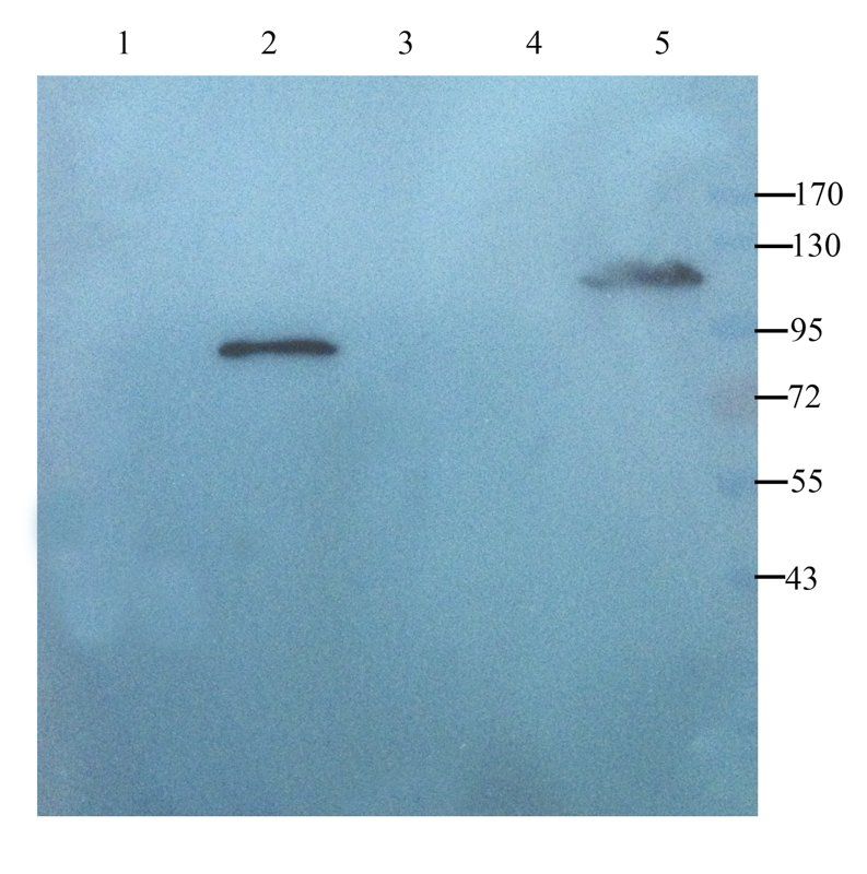 iNOS Rabbit Polyclonal Antibody