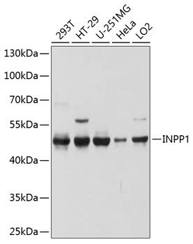 INPP1 antibody