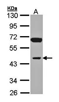 INPP1 antibody