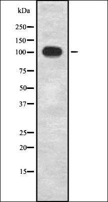 INPP4B antibody