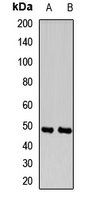 INPP5A antibody