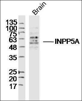 INPP5A antibody
