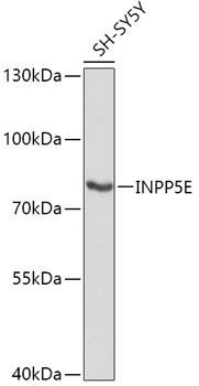 INPP5E antibody