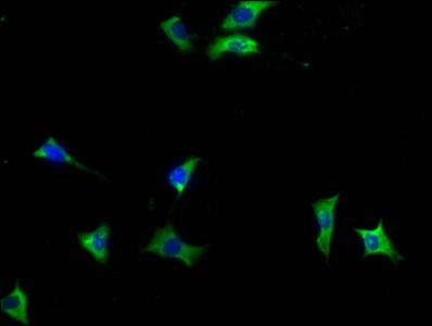 INPP5F Antibody