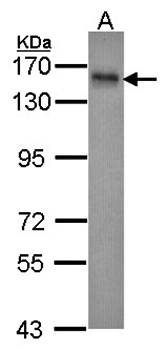 INPP5F antibody