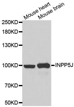 INPP5J antibody