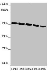 INPP5K Antibody