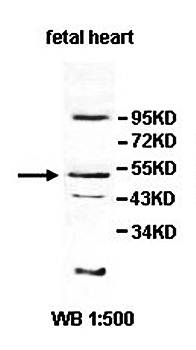 INPP5K antibody