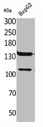 INPPL1 Antibody