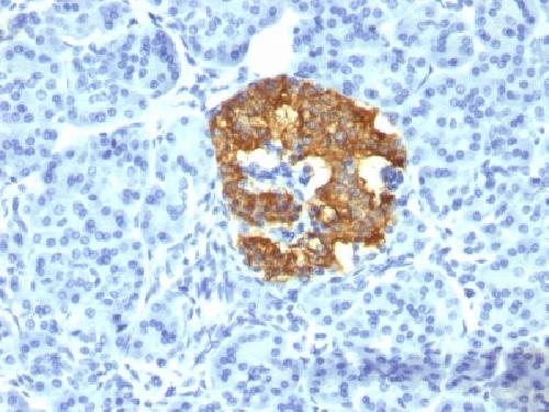 Insulin / IRDN (beta-Cell & Insulinoma Marker) Antibody