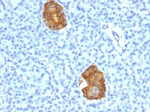 Insulin / IRDN (beta-Cell & Insulinoma Marker) Antibody