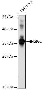 INSIG1 antibody