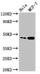 INSIG1 Antibody