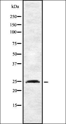 INSIG2 antibody