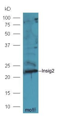 Insig2 antibody