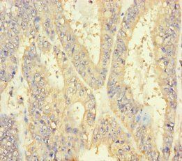 INSL4 antibody