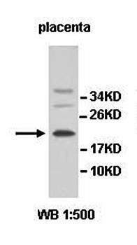INSL4 Rabbit Polyclonal Antibody