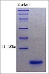 Insulin protein (Active)