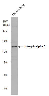 Integrin alpha 6 antibody [N3C2], Internal