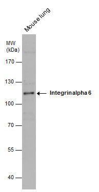 Integrin alpha 6 antibody