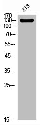 Integrin alpha 6 antibody