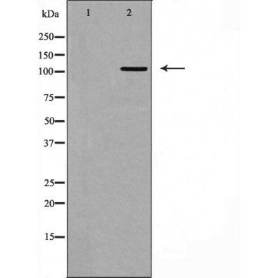 Integrin Alpha3 (CD49c) antibody