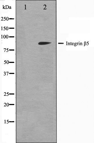 Integrin beta-5 antibody