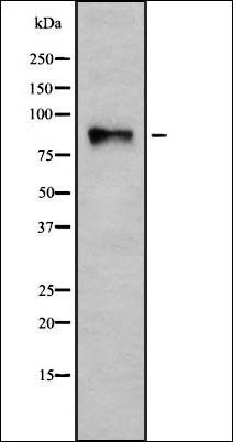 Integrin beta 7 antibody