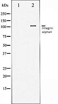 Integrin alpha4 antibody