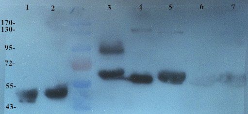 Integrin alpha 4 antibody