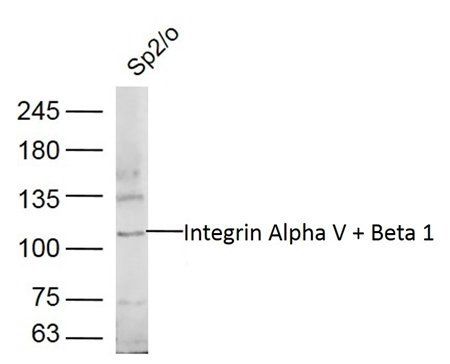Integrin Alpha V + Beta 1 antibody