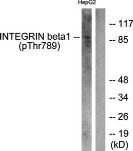 Integrin beta1 (phospho-Thr789) antibody