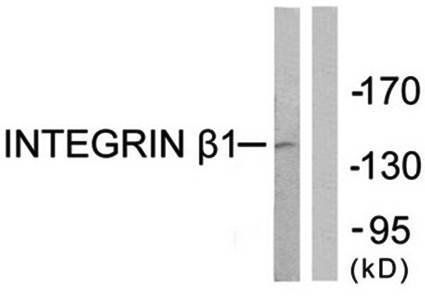Integrin beta1 antibody