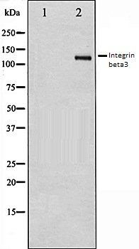 Integrin beta3 antibody