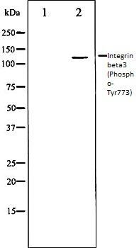 Integrin beta3 (Phospho-Tyr773) antibody