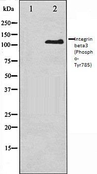Integrin beta3 (Phospho-Tyr785) antibody