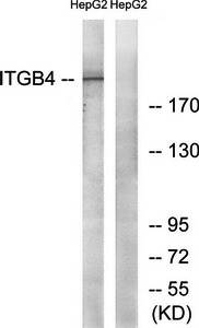 Integrin beta4 antibody