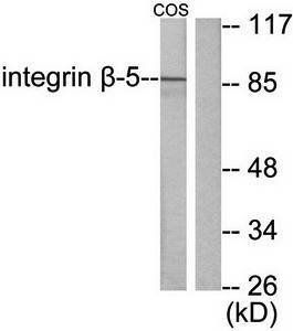 Integrin beta5 antibody