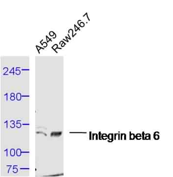 Integrin Beta 6 antibody
