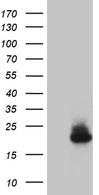 Interferon alpha 2 Antibody