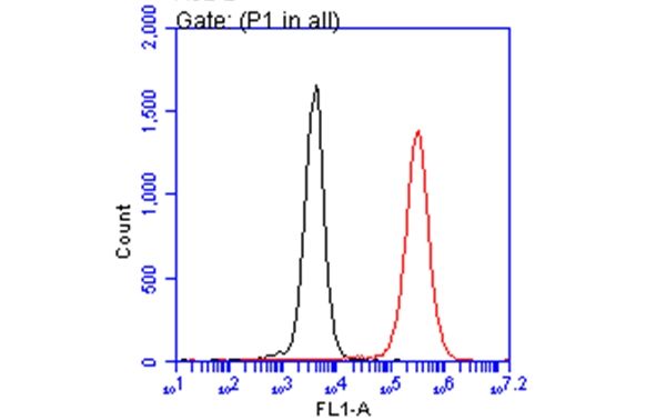 Interferon gamma antibody