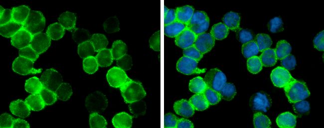 Iba1 Rabbit Polyclonal Antibody