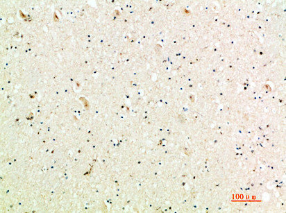 CXCL9 Antibody