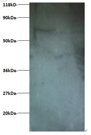 Interferon-induced transprotein 1 antibody (Biotin)